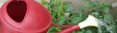 凉开水能浇绿植吗 冷开水可以浇室内植物吗