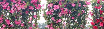 飘香藤能长几年 飘香藤寿命有几年