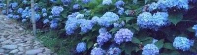 蓝色的花有哪些及花名 蓝色的花有什么花叫什么名字