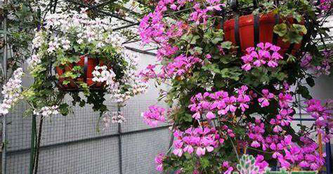 打造空中花园—垂吊花卉品种推荐
