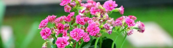 什么植物晚上释放氧气