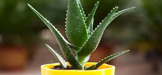 什么植物晚上释放氧气