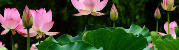 四川宜宾永兴荷花节