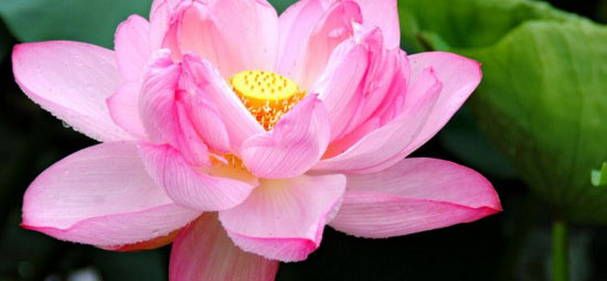 四川宜宾永兴荷花节