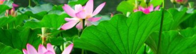 孟津银滩荷花节时间 2022孟津银滩要门票吗