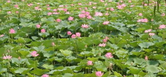 孟津银滩荷花节时间