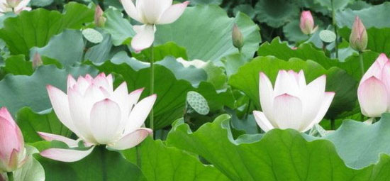 孟津银滩荷花节时间