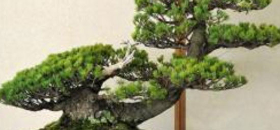 松树主干拿弯