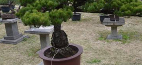 松树主干拿弯