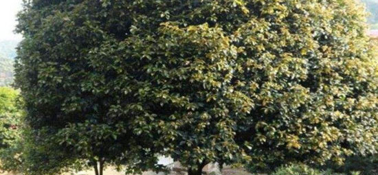 前不种桑后不种柳是什么意思