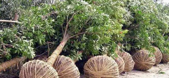 夏天移植树成功率高吗