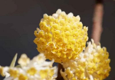 枝条柔软可以打结的花卉—结香