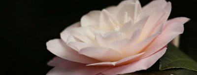 茶花被誉为 令人惊奇的茶花