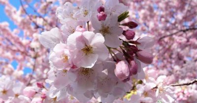 根据樱花品种来赏樱 樱花和樱桃花是一个品种吗