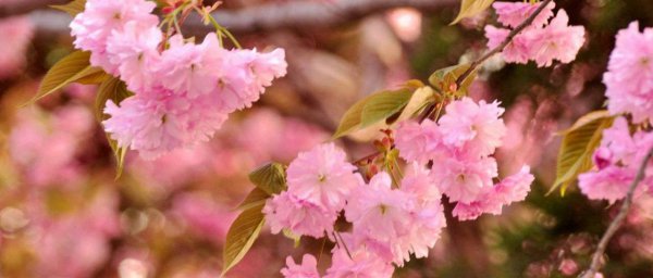 根据樱花品种来赏樱
