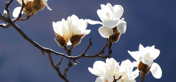 春天里最不可错过的观赏花卉的开放时间