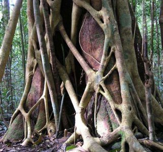 绞杀植物榕树 最恐怖霸道的植物—绞杀榕