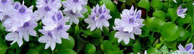 疯长的水葫芦 疯狂的入侵植物—水葫芦