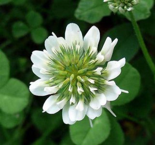 带孩子认识野花野草—白车轴草