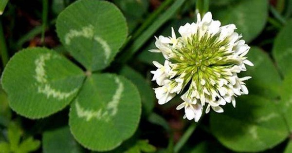 带孩子认识野花野草—白车轴草