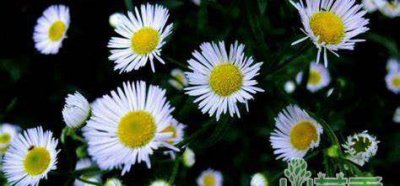 带孩子认识野花野草—一年蓬
