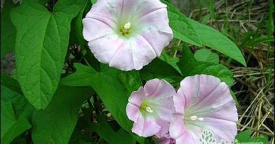 带孩子认识野花野草—打碗花