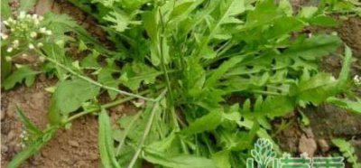 教孩子认识路边的野花野草—荠菜