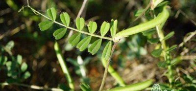 带孩子认识路边的野花野草—野豌豆
