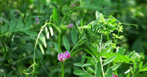 带孩子认识路边的野花野草—野豌豆