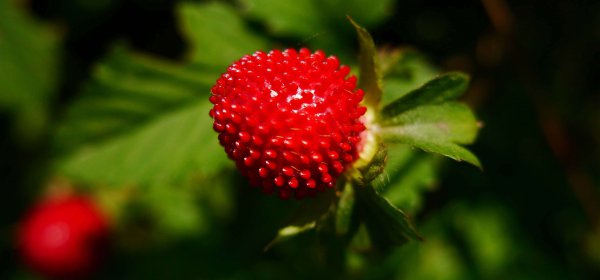 带孩子认识路边的野花—蛇莓