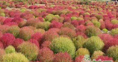 美成调色盘的景观草—地肤草