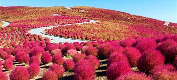 美成调色盘的景观草—地肤草