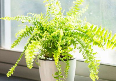 耐阴的蕨类植物 耐热的蕨类植物