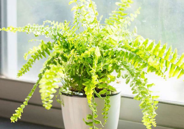 耐阴的蕨类植物