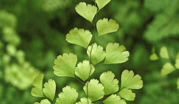 耐阴的蕨类植物