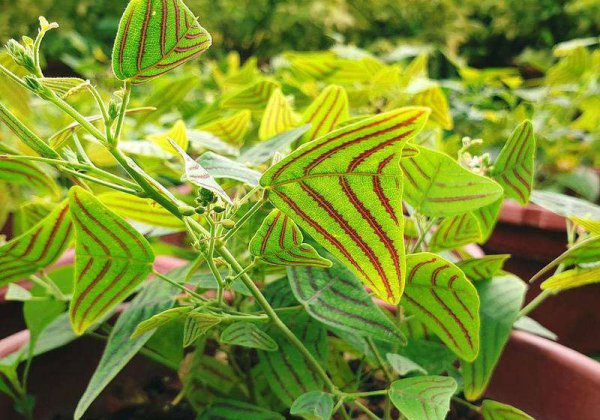 稀有观叶植物—蝙蝠草