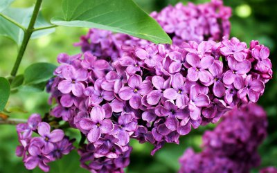 丁香花品种有哪些 盘点八大常见的丁香花