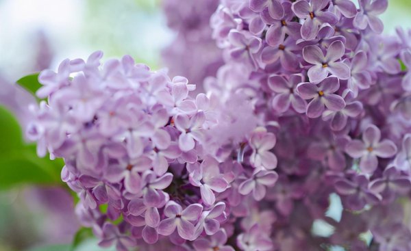 丁香花品种有哪些