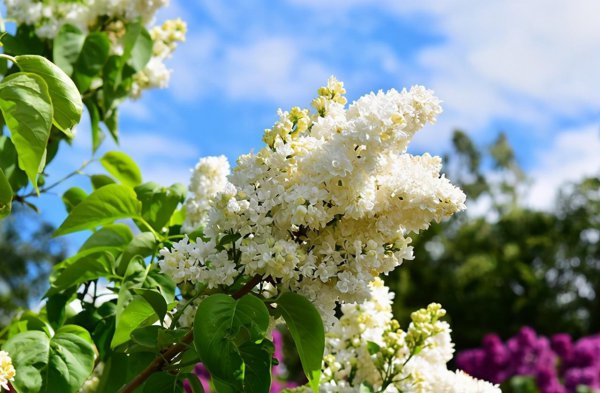 丁香花品种有哪些