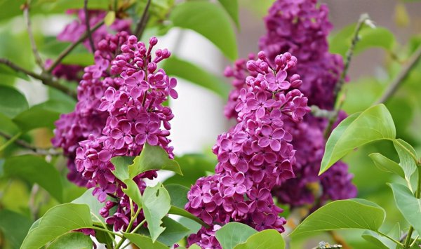 丁香花品种有哪些