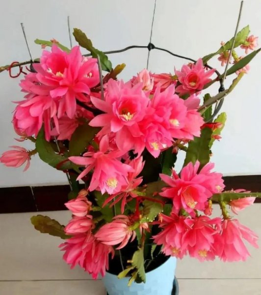 令箭荷花冬天怎么养