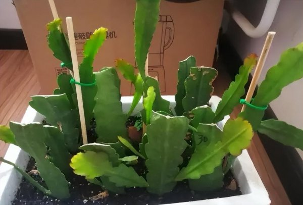 令箭荷花冬天怎么养