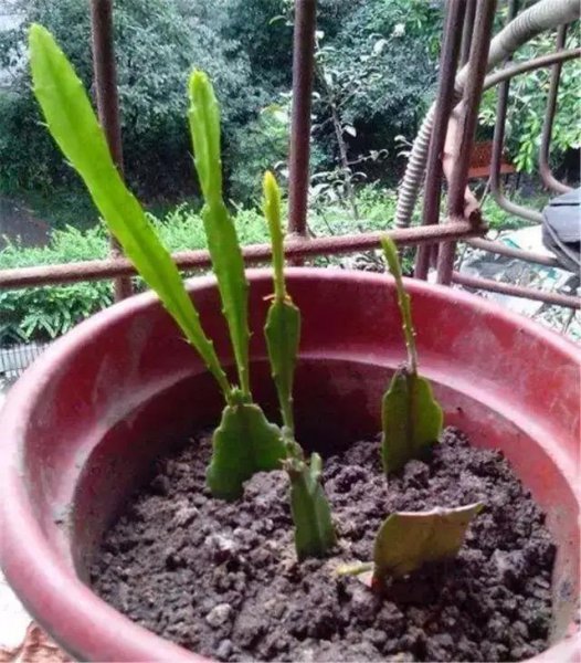 令箭荷花冬天怎么养