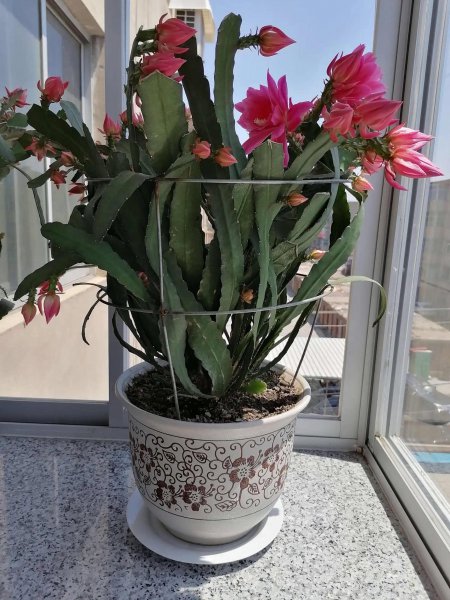 令箭荷花冬天怎么养