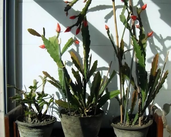 令箭荷花冬天怎么养