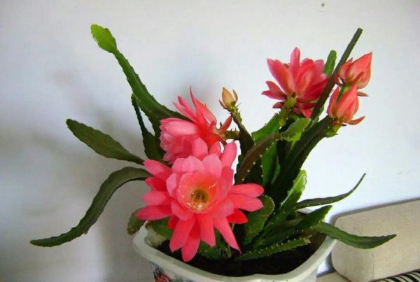 令箭荷花冬天怎么养