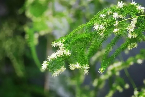 文竹的寓意和花语