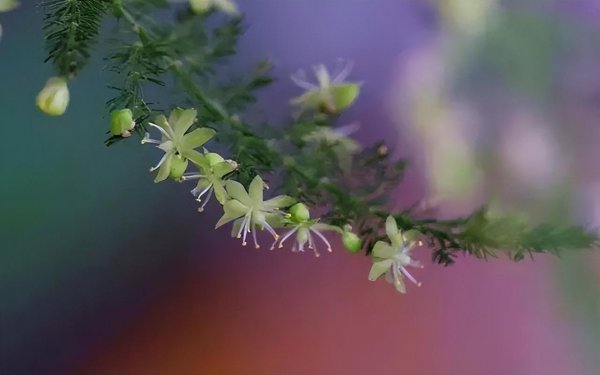 文竹的寓意和花语