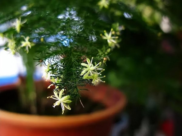 文竹的寓意和花语