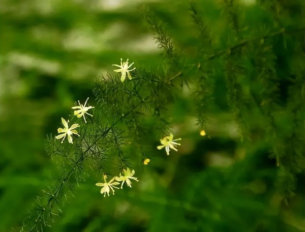 文竹的寓意和花语